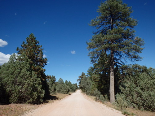 GDMBR: Heading north on NF-50 (Cibola National Forest, NM).